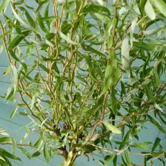 Ива извилистая Карадок