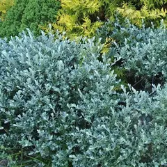 Ива ползучая