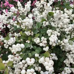 Снежноягодник Доренбоза Вайт Хедж