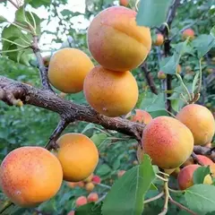 Абрикос Сардоникс