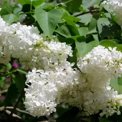 Сирень обыкновенная белая