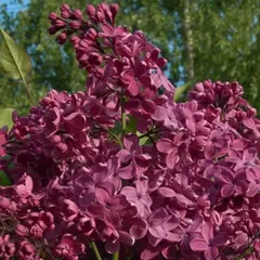 Сирень обыкновенная День Победы