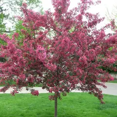 Яблоня декоративная Рудольф