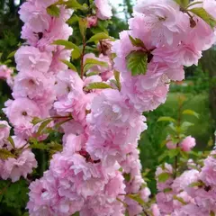 Миндаль трехлопастной Танюша