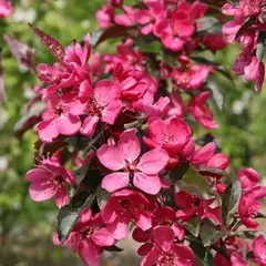 Яблоня декоративная