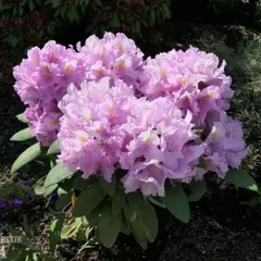 Рододендрон Лэйт Кисс