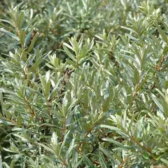 Облепиха крушиновидная Ромео (муж)