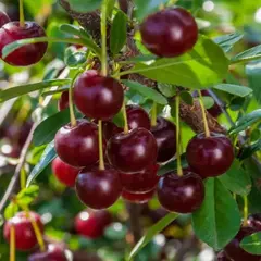 Вишня Кармин Джевел