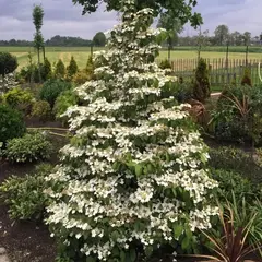 Калина складчатая Килиманджаро