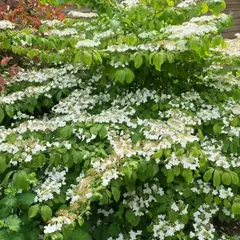 Калина складчатая Мариеси