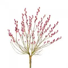 Ива тонкостолбиковая Маунт Асо на штамбе