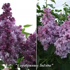 Сирень обыкновенная Серебряные Звезды