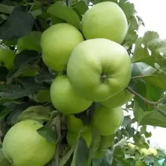 Яблоня Антоновка обыкновенная (семенной подвой)