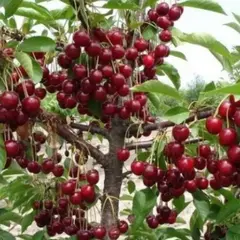 Вишня Тургеневская