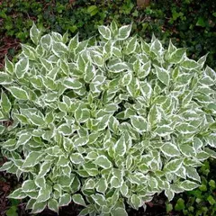 Дерен белый Аргентео-маргината/C3