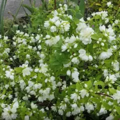 Чубушник Лемуана