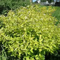 Дерен белый Ауреа