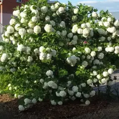 Калина обыкновенная