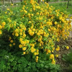 Керрия японская Пленифлора