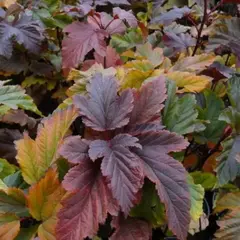 Пузыреплодник калинолистный Ждеховице