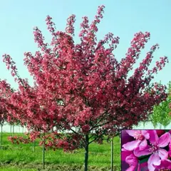 Яблоня декоративная Роялти