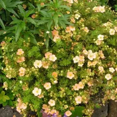 Лапчатка кустарниковая Дэйдаун