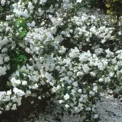 Чубушник Сноубель