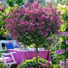 Сирень обыкновенная Анденкен ан Людвиг Шпет на штамбе