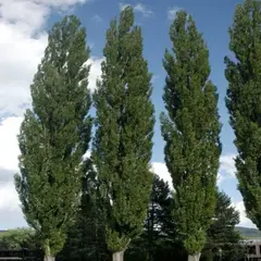 Тополь черный Италика