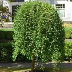 Ива козья Килмарнок0