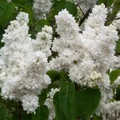 Сирень обыкновенная Мадам Лемуан