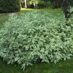 Дерен белый Сибирика Вариегата