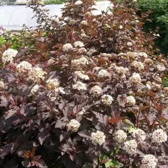 Пузыреплодник микс