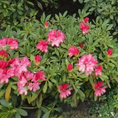 Рододендрон Снизи