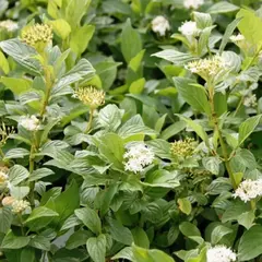 Дерен отпрысковый Флавирамеа