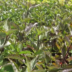 Дерен белый Кессельринги