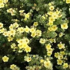 Лапчатка кустарниковая Катерина Дукс