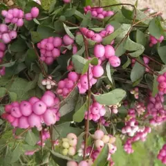 Снежноягодник Хенаульта Хенкок