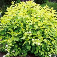 Пузыреплодник головчатый Тильден Парк