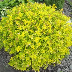 Спирея японская Голдмаунд