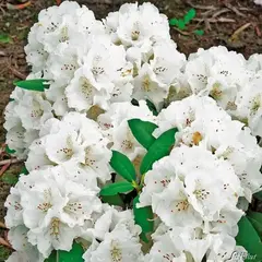 Рододендрон Шнеекроне