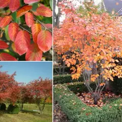 Ирга канадская