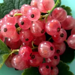 Смородина красная Голландская Розовая