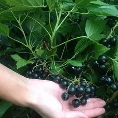 Смородина черная Волшебница