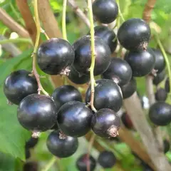 Смородина черная Пигмей