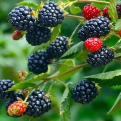 Ежевика сизая