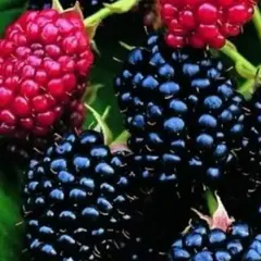 Ежевика Дарроу