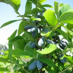 Жимолость съедобная Авача