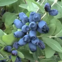 Жимолость съедобная Волхова