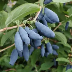 Жимолость съедобная Голубое веретено